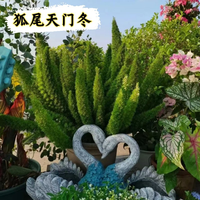 狐尾天门冬苗成都基地直销好养活