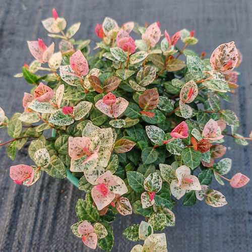 花叶络石盆栽花苗彩叶络石藤蔓