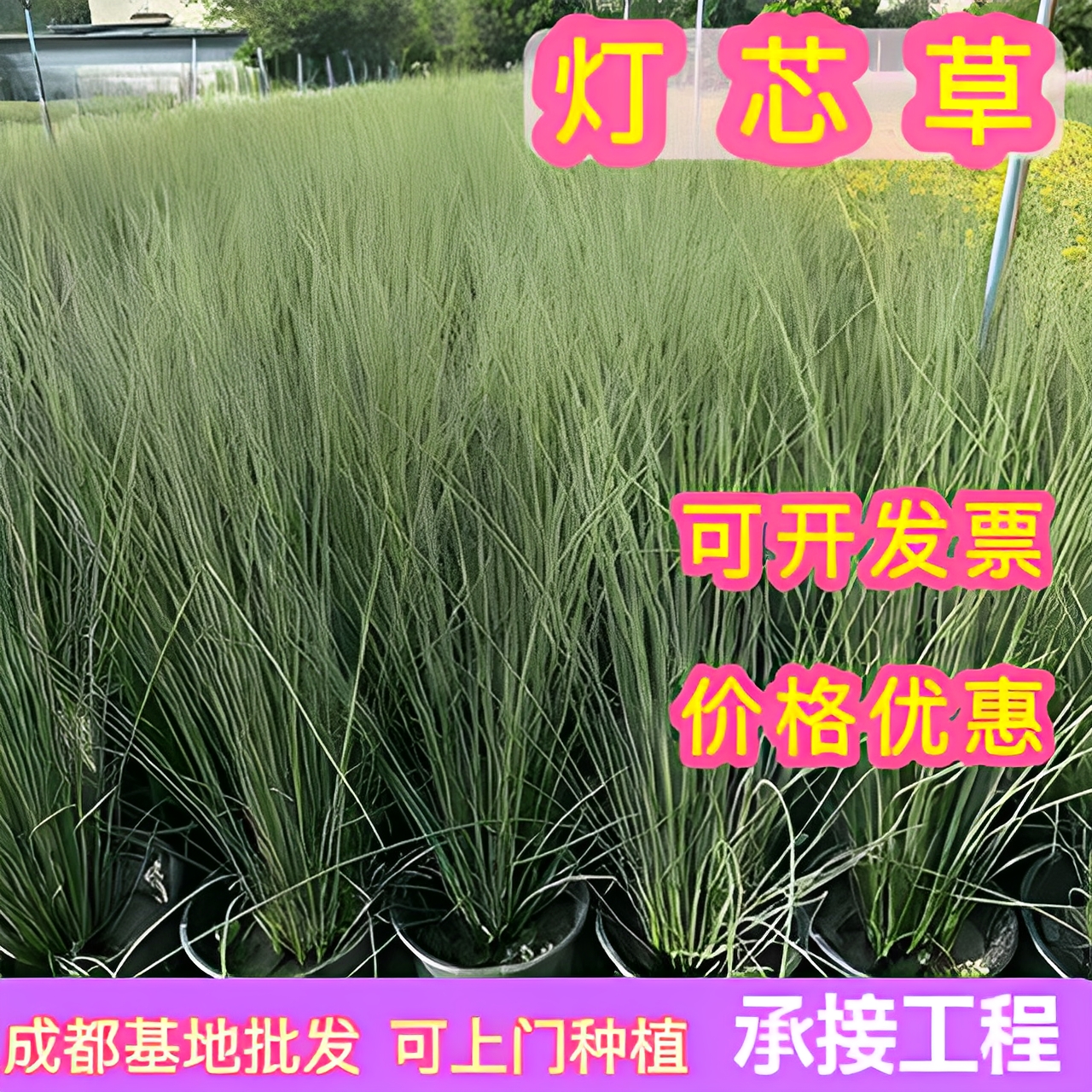 灯芯草苗带泥发货龙须草水