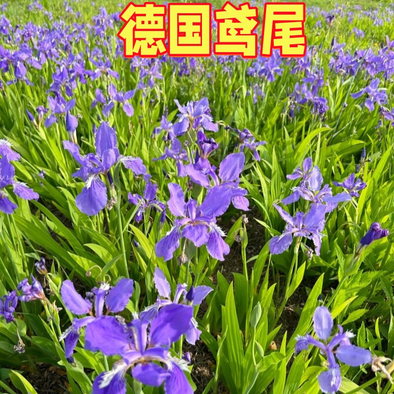 鸢尾花盆栽蓝花鸢尾花苗水生蓝色户外庭院易活花卉植物观赏花
