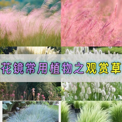 细叶芒狼尾草耐寒耐热观赏草盆栽