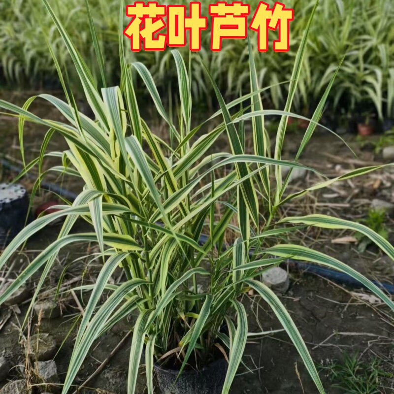 花叶芦竹盆栽挺水好养鱼塘水培植物地栽水生植物庭院别墅观赏造景
