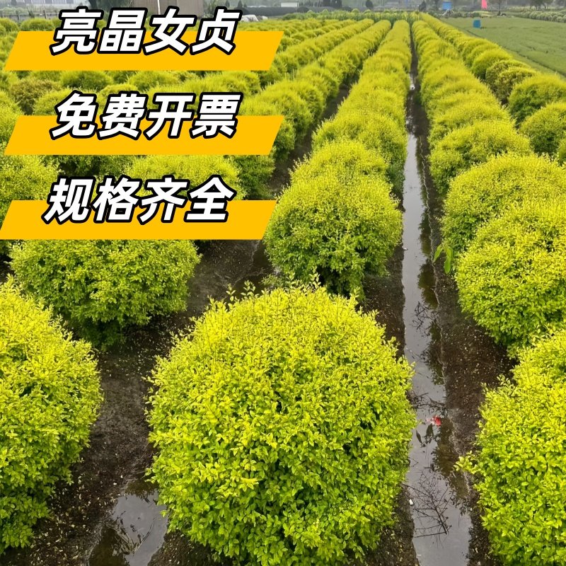 球形亮晶女贞棒棒糖女贞多头造型树别墅庭院花镜景观植物造景抗寒