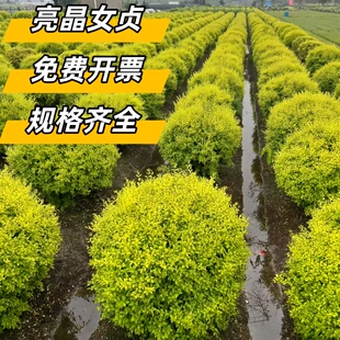 球形亮晶女贞棒棒糖女贞多头造型树别墅庭院花镜景观植物造景抗寒