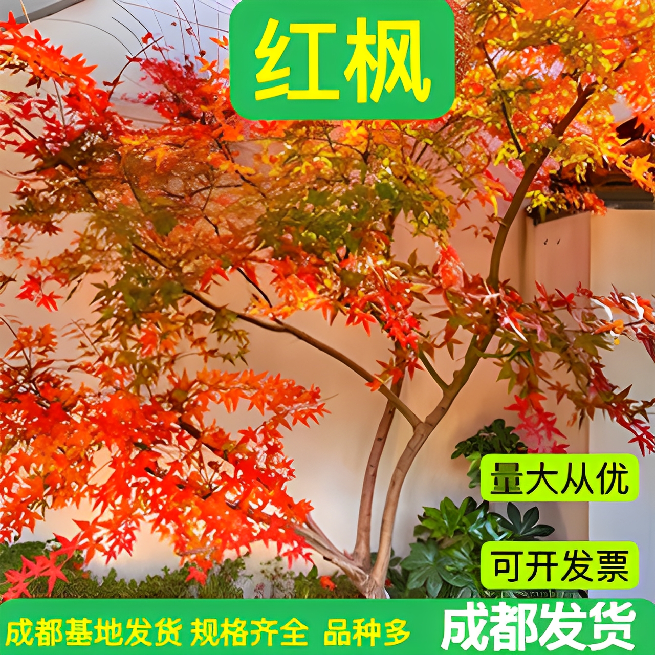 日本红枫树苗红舞姬老桩景观造景