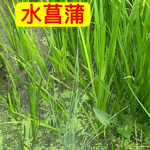 水菖蒲苗臭蒲水剑草水草龙根鱼龟缸沼泽过滤水培净化水质挺水植物