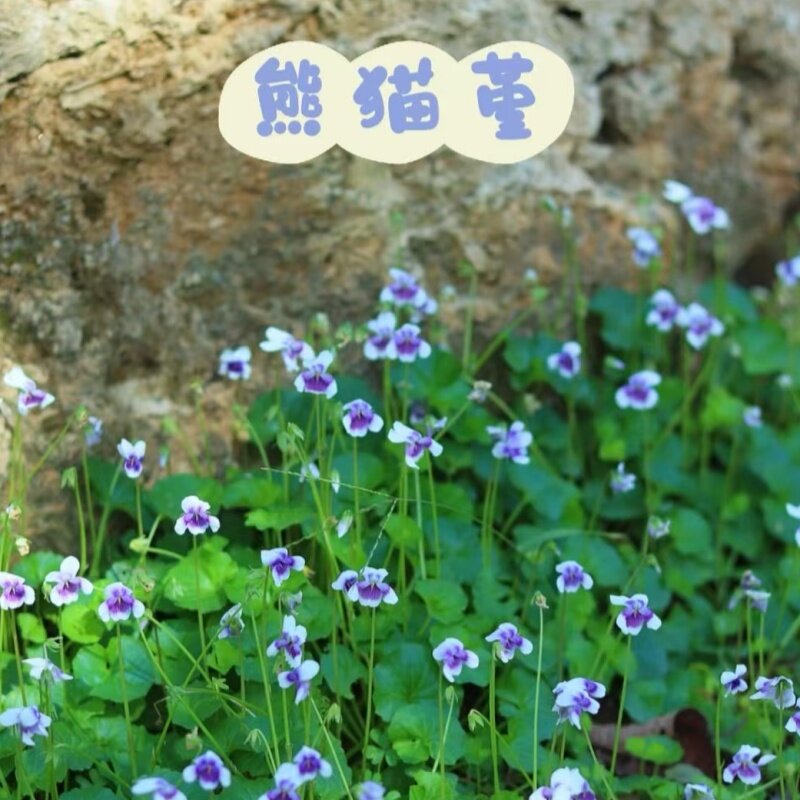 熊猫堇稀有多年生地被植物