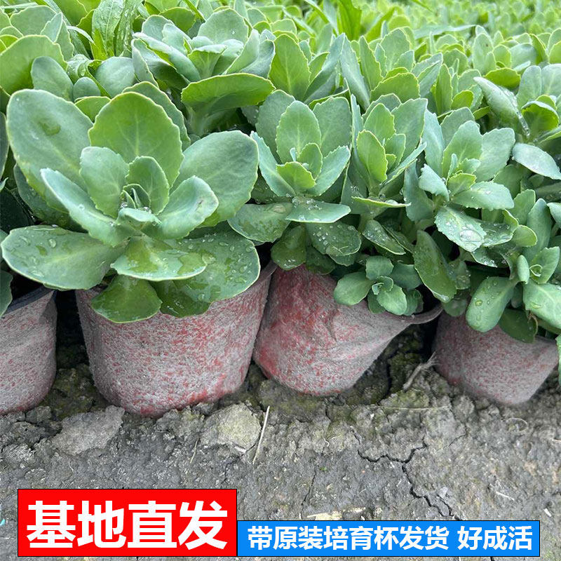 八宝景天盆栽植物蝎子草 三七草 阳台庭院绿植蚊虫叮咬多肉植物