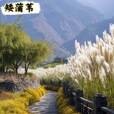 矮蒲苇庭院绿化造景花叶蒲苇耐旱