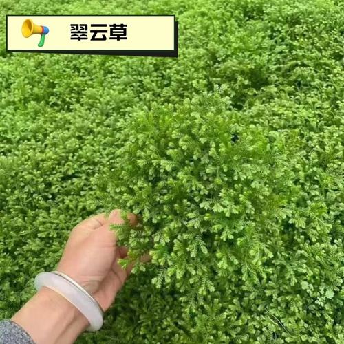 翠云草盆栽绿地球常绿造景植物