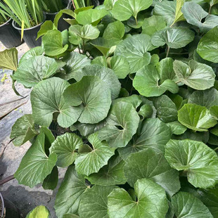 大叶吴风草盆栽耐寒耐热耐阴好养易活庭院造景绿植多年生花镜植物