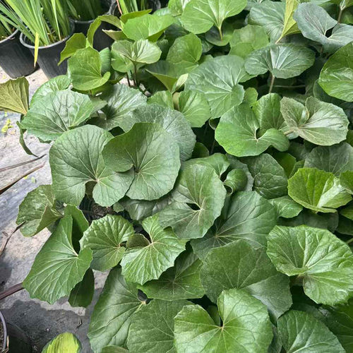 大叶吴风草盆栽耐寒耐热耐阴绿植