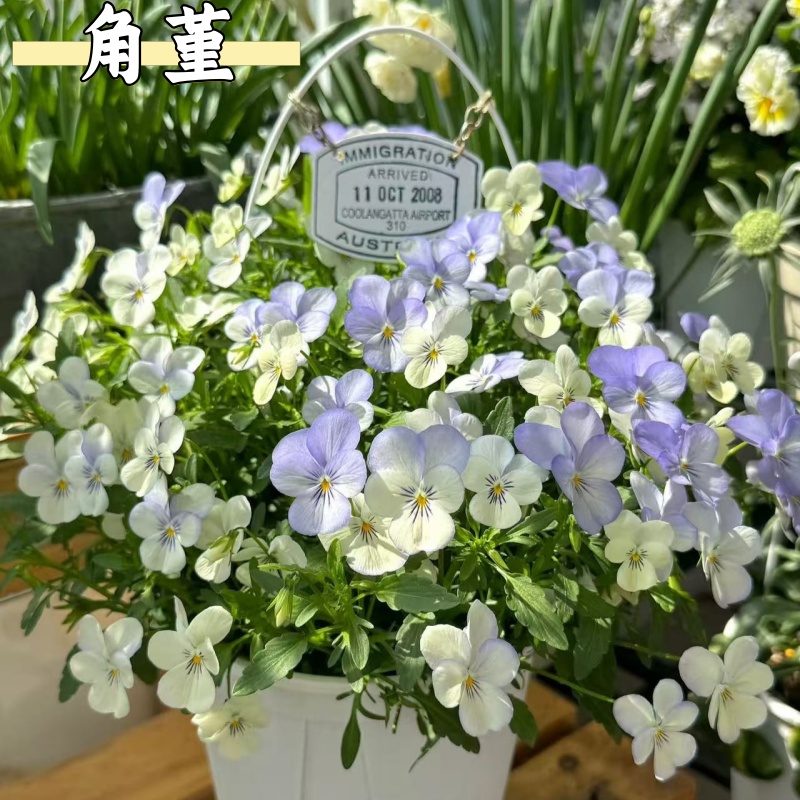 小兔子角堇花苗三色堇花苗带花盆栽庭院阳台花卉绿植冬季开花植物
