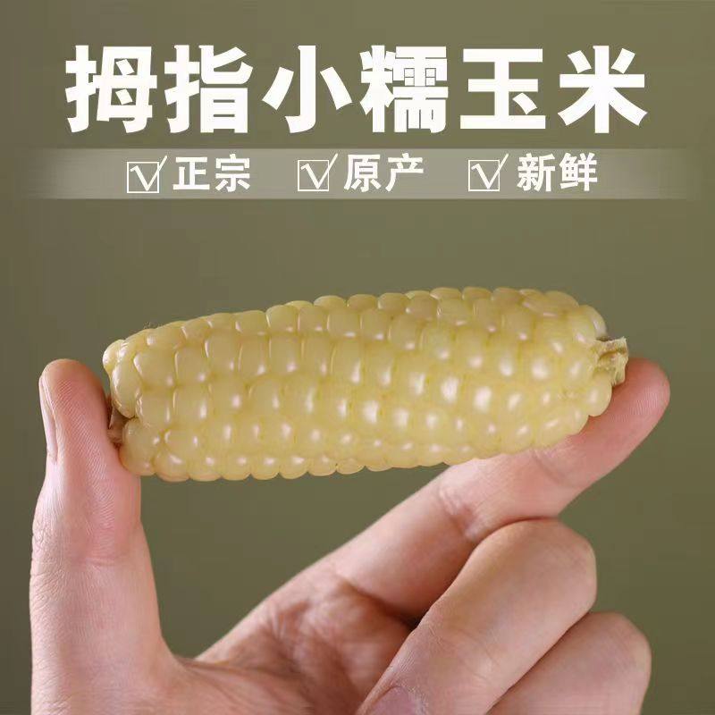 新鲜拇指玉米婴儿云南西双版纳手指糯玉米儿童婴幼儿拇指玉米辅食,水产肉类/新鲜蔬果/熟食,新鲜玉米,淘宝优惠券,粉丝福利购,淘宝优惠卷