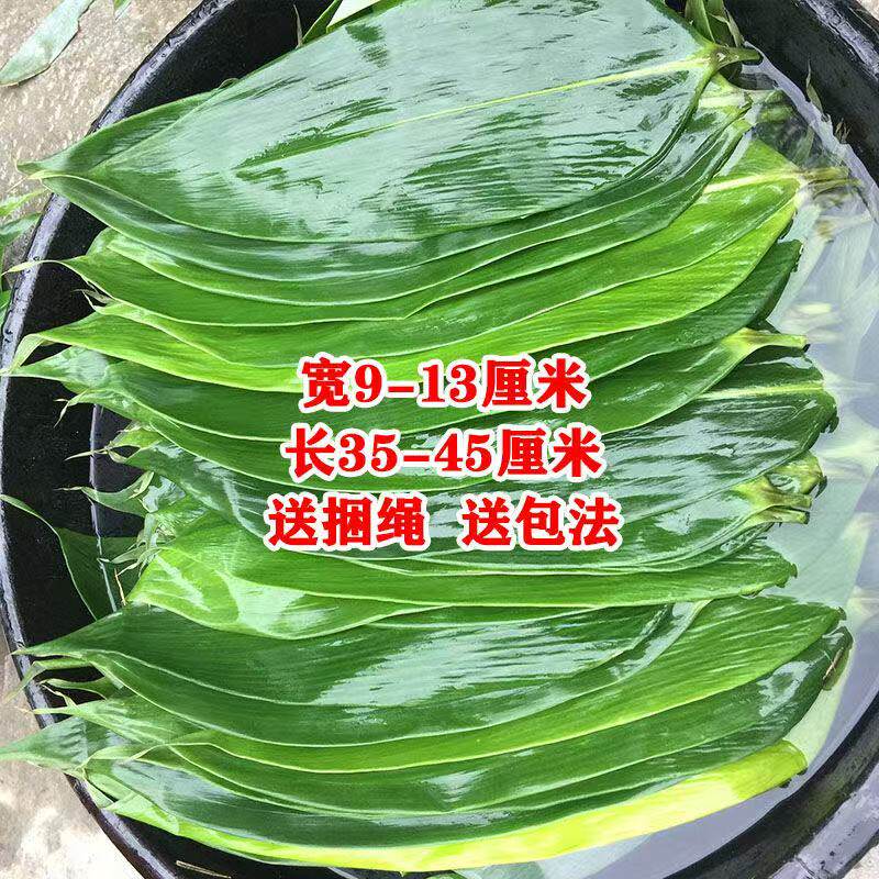 新鲜粽子叶粽叶新鲜大粽叶粽叶野生纯天然大粽叶子包粽子箬叶端午