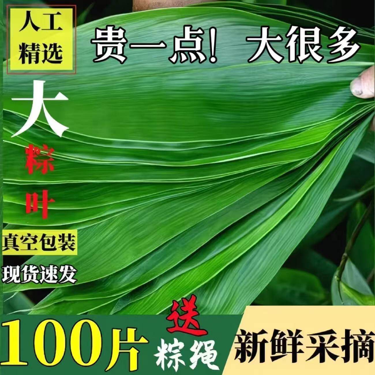 粽子叶粽叶新鲜大号新叶包粽子专用的叶子端午节商用批发干粽叶大