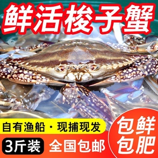 舟山梭子蟹鲜活海鲜新鲜螃蟹活体冷冻超大海蟹水产大公蟹母蟹花蟹