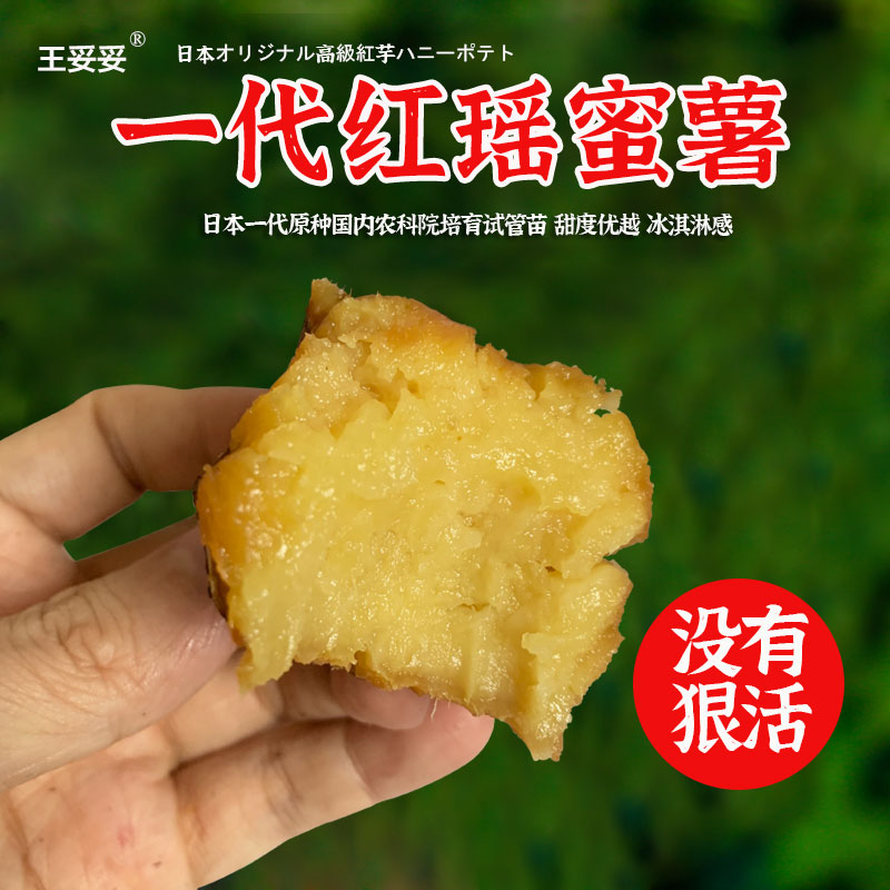 王妥妥03【结束/今年11月见】~红瑶红薯地瓜黄金蜜薯新鲜糖心番薯
