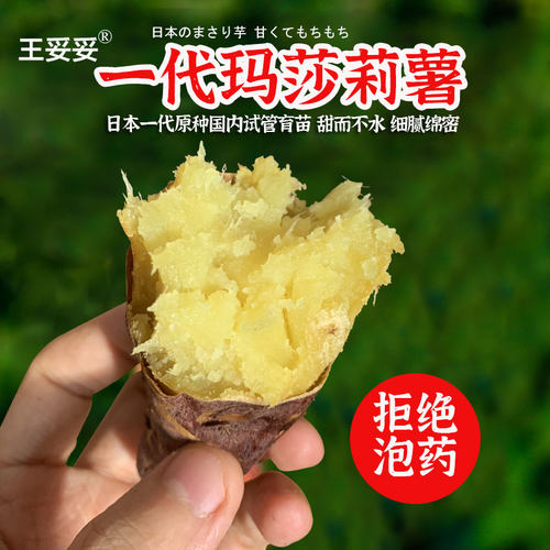 正宗玛莎莉蜜薯（一代源种）