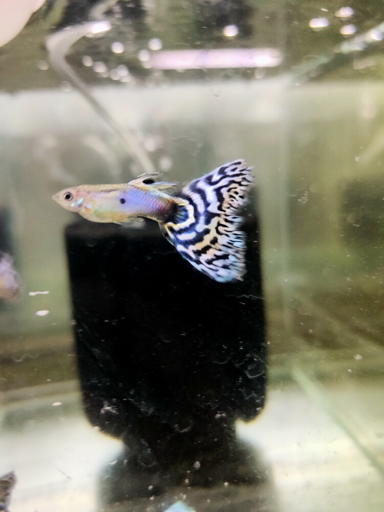 蓝马赛克孔雀鱼赛级精品观赏纹路热带胎生三角尾古老品系