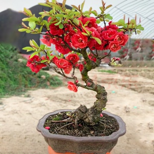 海棠盆景一物一拍19元 链接 —300元