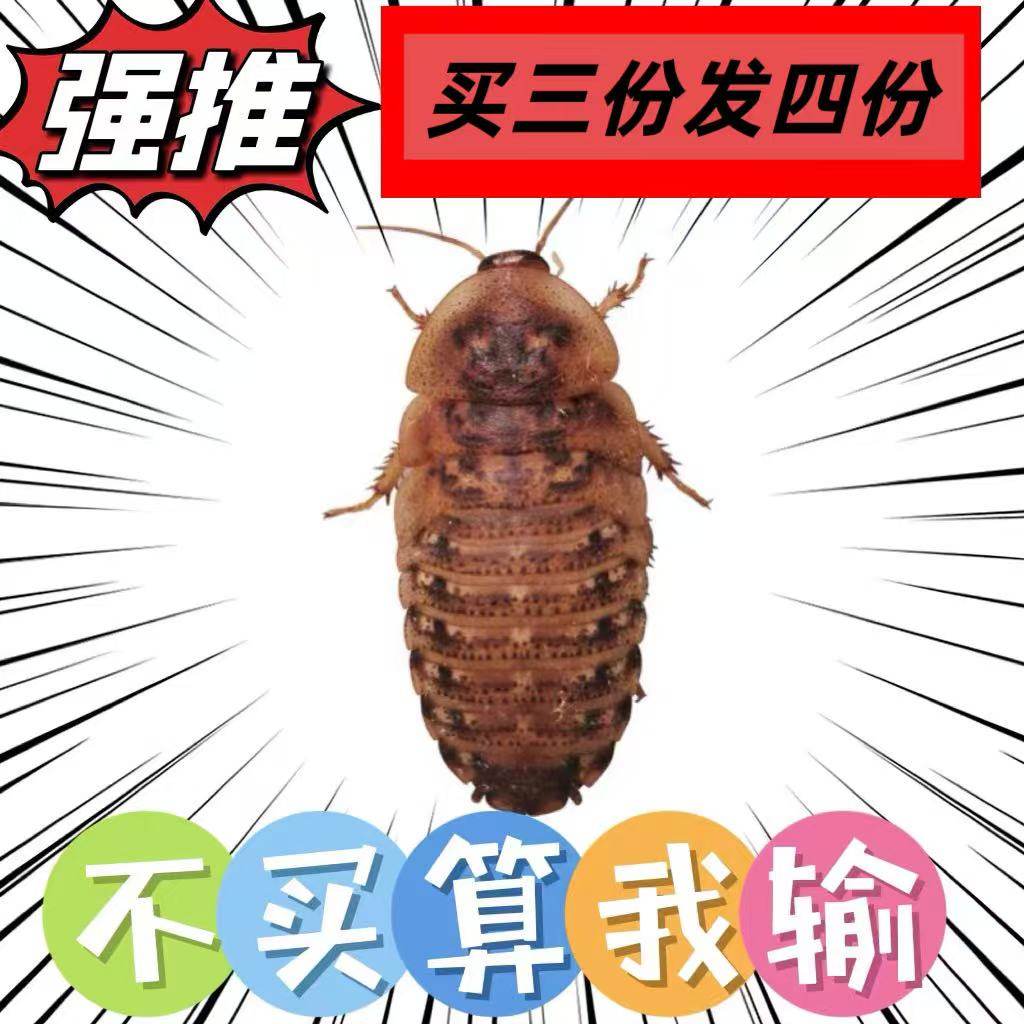 杜比亚蟑螂昆虫活体饲料绿色