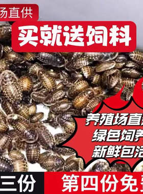 杜比亚蟑螂繁殖组幼体绿色守宫龙鱼活饵饲料新宠鸟类养殖营养活体