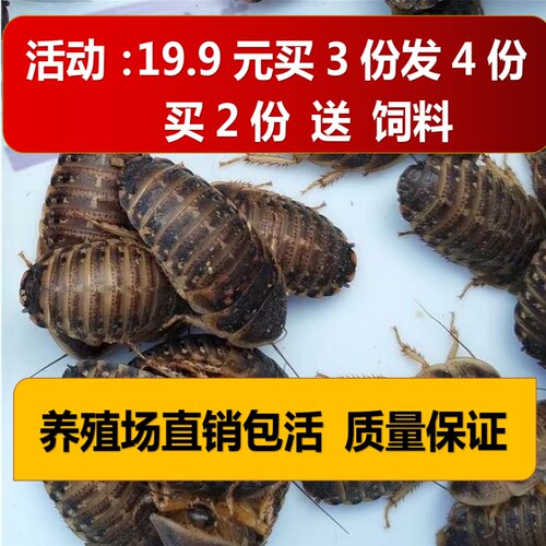 杜比亚蟑螂养殖价格 杜比亚蟑螂养殖图片 星期三