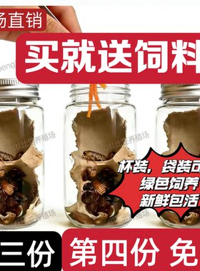 杜比亚蟑螂绿色养殖干净卫生包邮