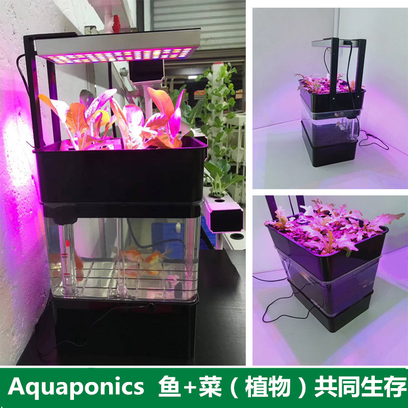 生态鱼缸水族箱迷你鱼菜共生系统小型桌面金魚缸免換水diy水培