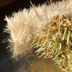 现发的鲜活大麦芽可以继续生长熬麦芽糖制作大麦若叶青汁药用500g