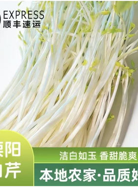 天目湖特产溧阳白芹芹丫水芹新鲜芹菜绿色淮扬菜1斤无根包邮顺丰