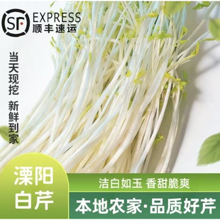 天目湖特产溧阳白芹 无根芹丫水芹菜新鲜芹菜绿色蔬菜淮扬菜500克