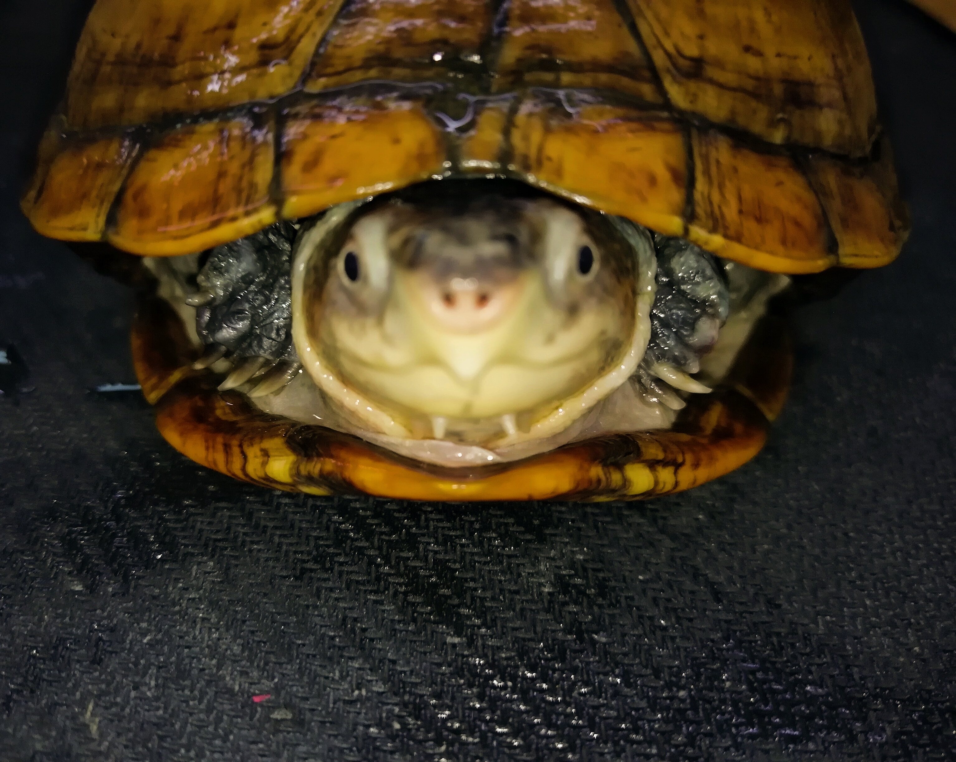 红面蛋龟成体宠物龟观赏龟活体深水龟稳产龟