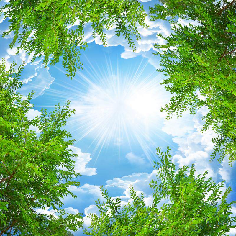 蓝天白云绿叶白鸽电视墙沙发墙餐厅欧式风格吊顶顶棚背景墙天顶画