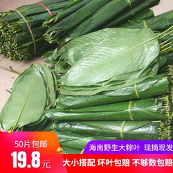 海南儋州新鲜采摘的大号粽叶冬叶包粽子叶现摘现发50片包邮非广西