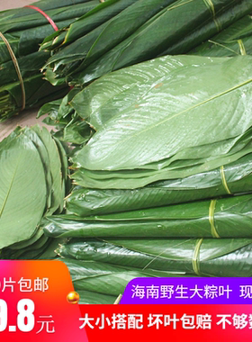 海南新鲜粽叶现摘50片
