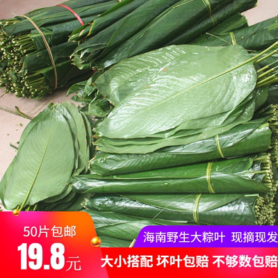 海南新鲜粽叶现摘50片
