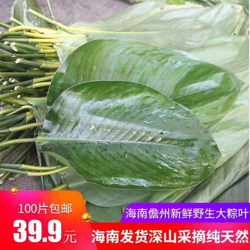 海南儋州大粽叶野生柊粽子叶柊叶