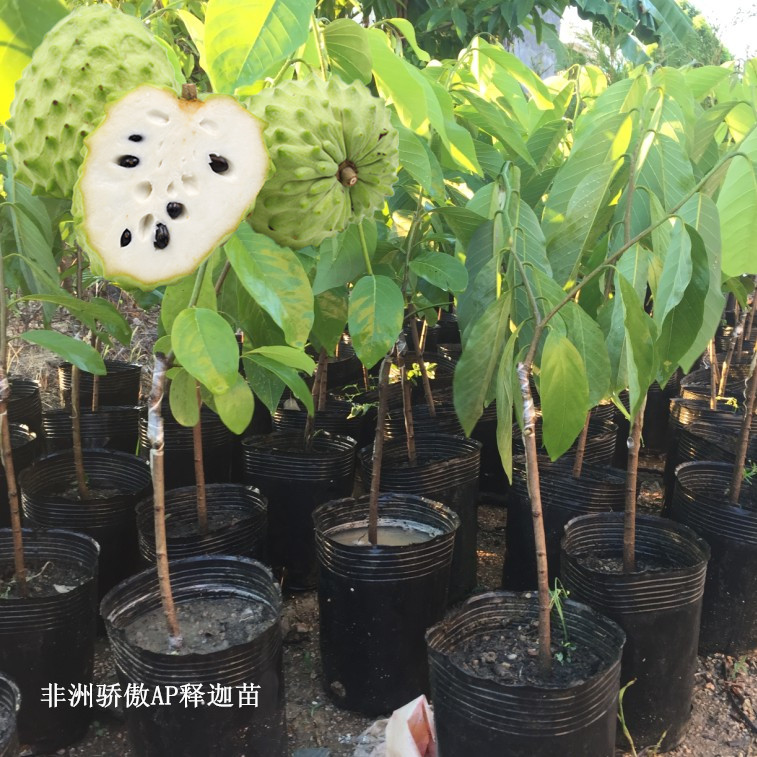 非洲凤梨释迦嫁接果树苗图片