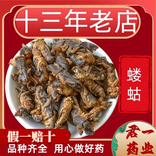 13年老店 蝼蛄 中药材 狗地 蝲蝲 新货过筛无杂质 野生食用干货