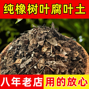 天然纯橡树叶腐熟君子兰专用有机腐叶土腐熟纯松针兰花专用营养土