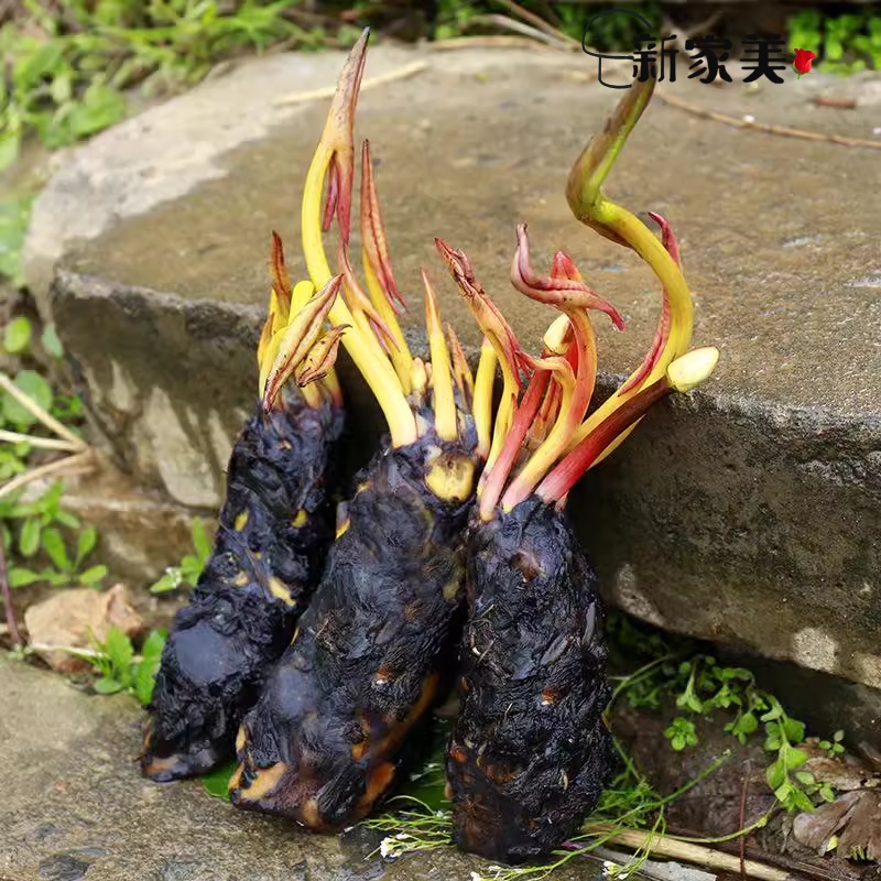 池塘水池大睡莲睡莲根块水培植物水生根块大睡莲花根茎包成活美观