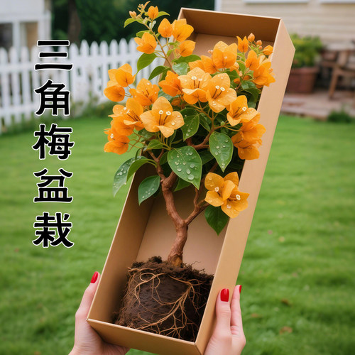 漳红樱三角梅盆栽带花苞发货老桩重瓣四季开花卉耐寒耐冻室外绿樱