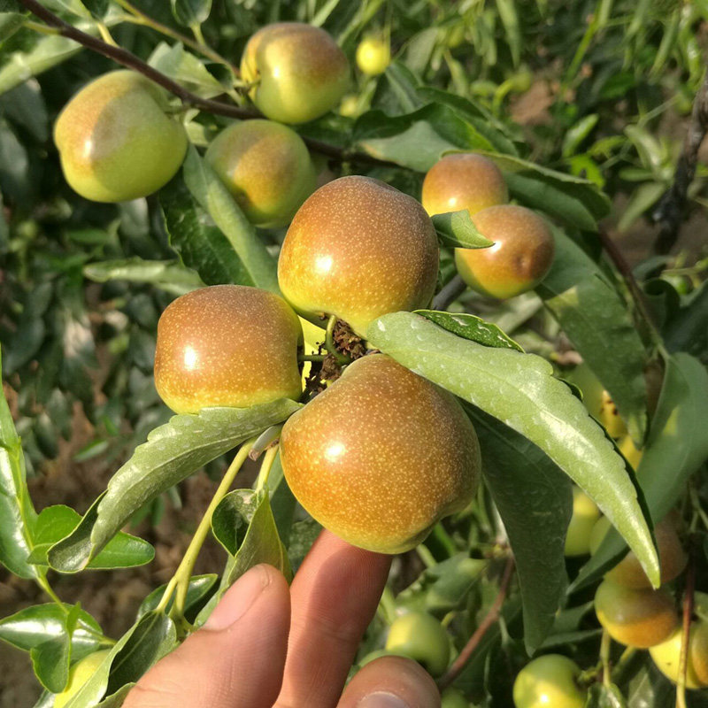 南方枣树苗湖南果苗果树苗木 红枣苗 嫁接沾化冬枣苗南北方可种植