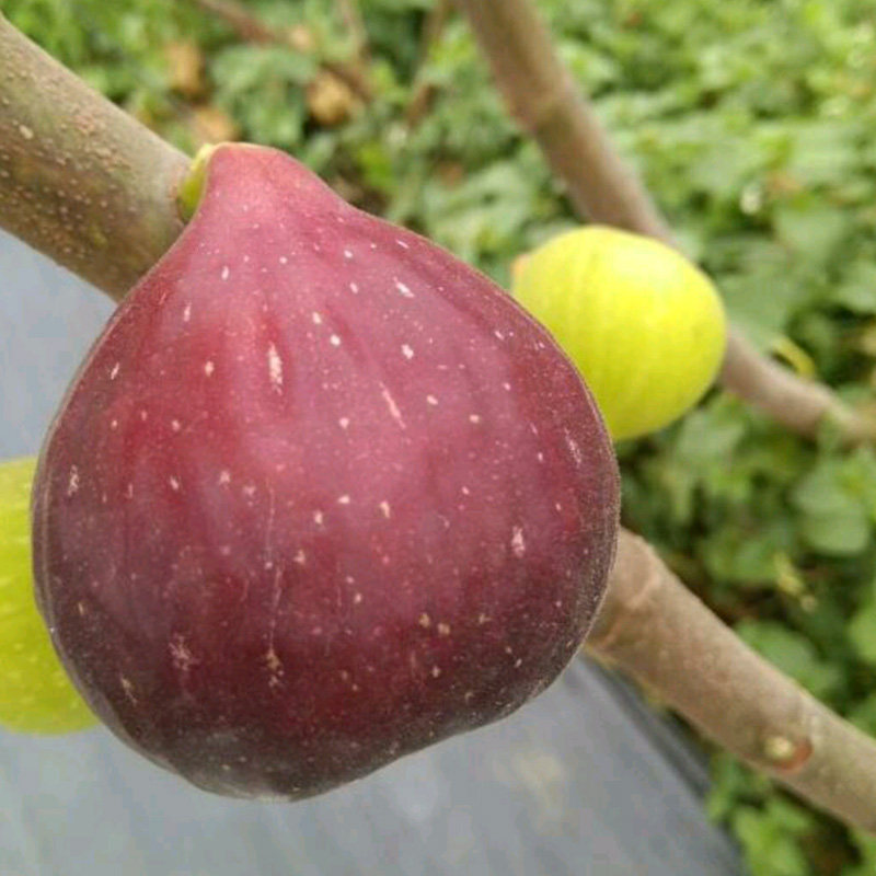 南方庭院果苗阳台种植嫁接湖南果树苗盆栽波姬红无花果种苗挂果早