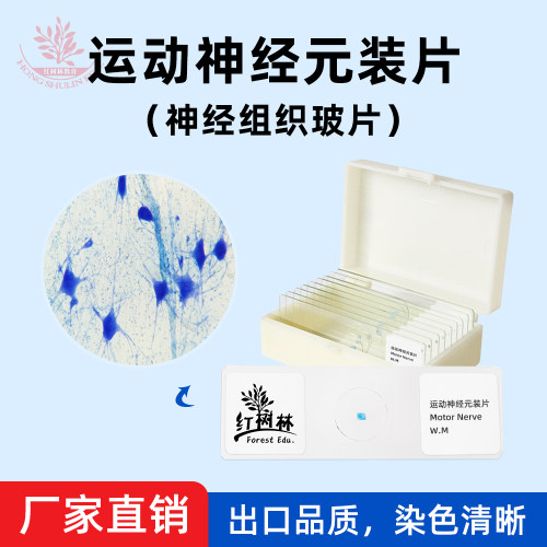 运动神经元装片高教标准制作组织清晰染色均匀教学用神经组织玻片