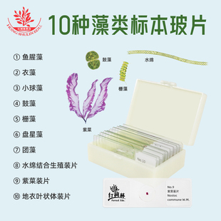10种藻类显微镜标本切片高教品质结构清晰高教示教片念珠藻鼓藻
