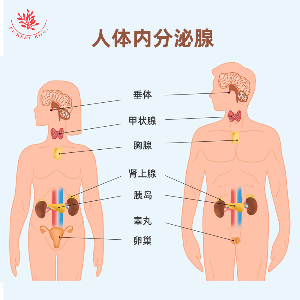 人体内分泌类显微玻片包含甲状腺切片胸腺切片脑垂体切片胰腺切片