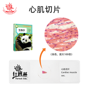 心肌切片心肌纵切片生物标本切片厂家直销生物教学观察显微镜玻片
